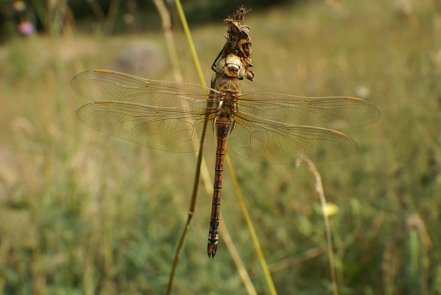 Male Anax ephippiger teneral by Jean Ichter